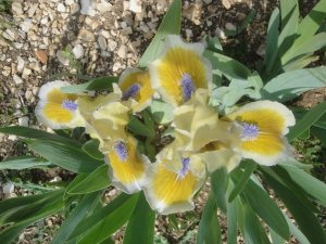 IRISOUED DRAA IRIS