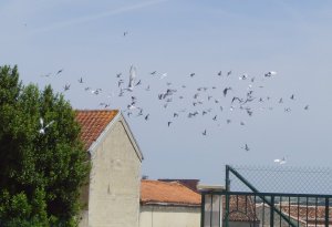 PIGEONS