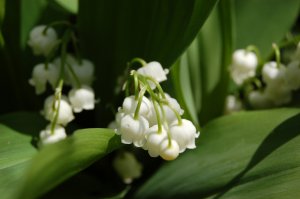 muguet