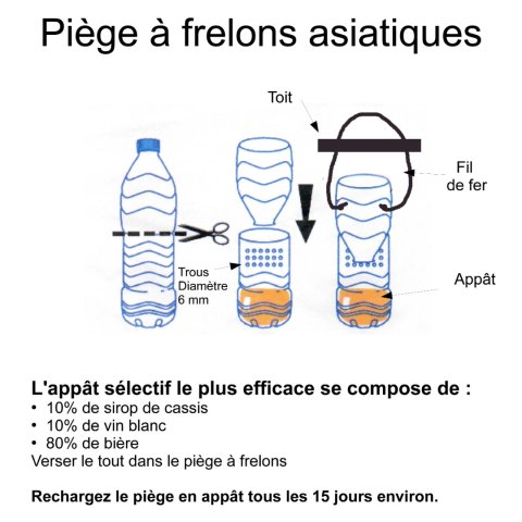 Piège frelons 2