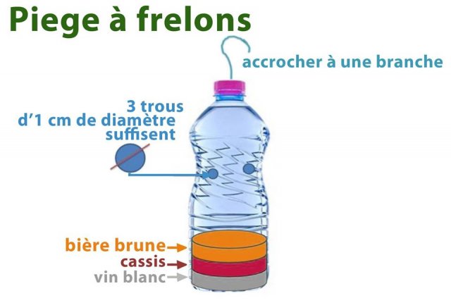 Piège frelons 1