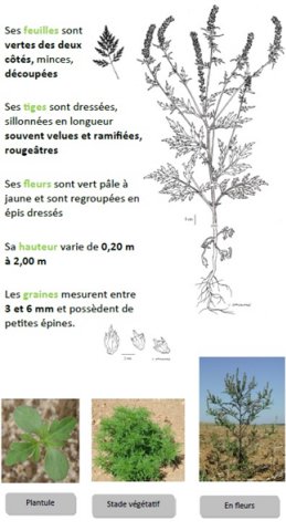 FICHE AMBROISIE