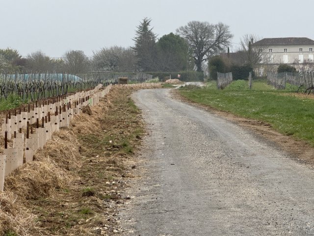 plantation 1