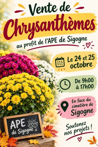 APE CHRYSANTHEMES